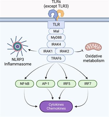 Regulation of innate immune signaling by IRAK proteins